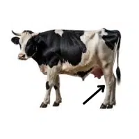 Hock  | Parts of Cow with Names in English 