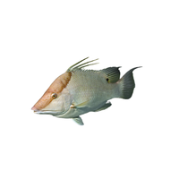 Hogfish | Types of Fish with Names in English