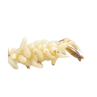 Honey stomach | Parts of Bee