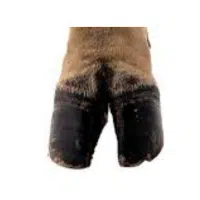 Hoof  | Parts of Cow with Names in English 
