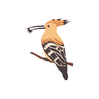 Hoopoe | Flying Birds Names