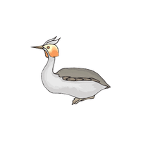 Horned Grebe | Water Birds Names