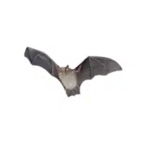 Horseshoe bat | Types of Bats Breeds with Names