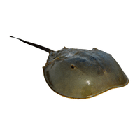 Horseshoe Crab | Types of Crabs with Names in English