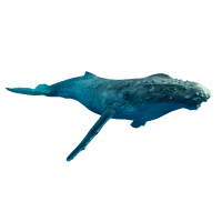 Humpback Whale | Types of Whales with Names in English