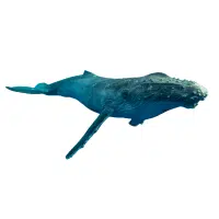 Humpback Whale | Types of Whales with Names in English