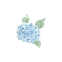 Hydrangea | Flowers Names in English