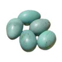 Ibis egg | Types of Eggs with Names in English