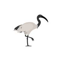 Ibis