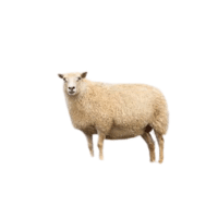 Icelandic sheep