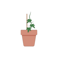 Impatiens | Plants and Their Names