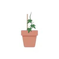 Impatiens | Plants and Their Names