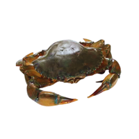 Indian Mud Crab