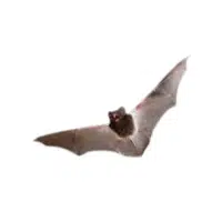 Insectivorous bat | Types of Bats Breeds with Names