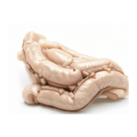Intestine | Parts of Fish