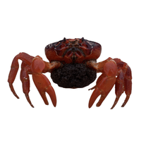 Island Crab | Types of Crabs with Names in English