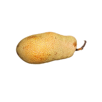 Jackfruit (unripe)