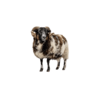 Jacob sheep | Types of Sheep Breeds with Names