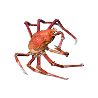 Japanese Spider Crab