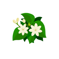 Jasmine | Plants and Their Names