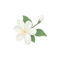 Jasmine | Flowers Names in English