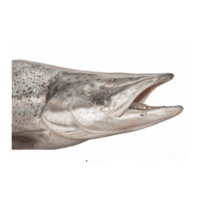 Jaw | Parts of Fish