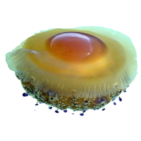 Jellyfish egg