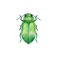 June Bug