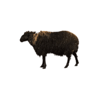 Karakul sheep | Types of Sheep Breeds with Names