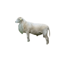 Katahdin sheep | Types of Sheep Breeds with Names