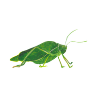 Katydid | Insects with Names