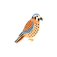 Kestrel