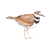 Killdeer