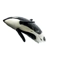 Killer Whale