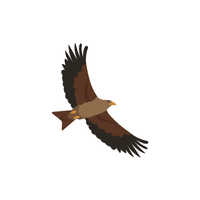Kite