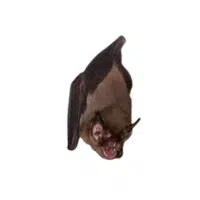 Kitti’s hog-nosed bat
