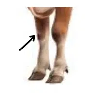 Knee  | Parts of Cow with Names in English 