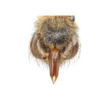 Labium | Parts of Bee