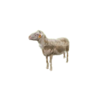 Lacaune sheep | Types of Sheep Breeds with Names