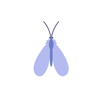 Lacewing | Insects with Names