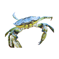 Lagoon Crab | Types of Crabs with Names in English