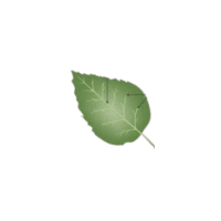 Lamina | Parts of Flowers with Names