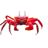 Land Crab | Types of Crabs with Names in English
