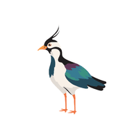 Lapwing