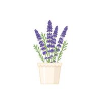 Lavender | Plants and Their Names