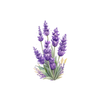 Lavender | Flowers Names in English