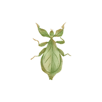 Leaf Insect | Insects with Names