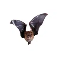 Leaf-nosed bat | Types of Bats Breeds with Names