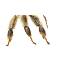 Legs | Parts of Bee