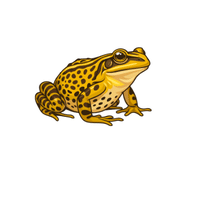 Leopard Frog | Types of Frogs with Names